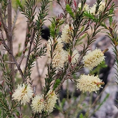 Melaleuca parvistaminea at Bombay, NSW - 19 Oct 2024 11:19 AM