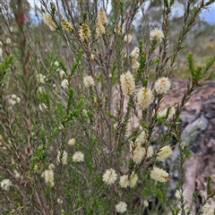 Melaleuca parvistaminea at Bombay, NSW - 19 Oct 2024 11:19 AM