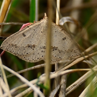 Taxeotis stereospila (Taxeotis stereospila) at Weetangera, ACT - 18 Oct 2024 by Thurstan