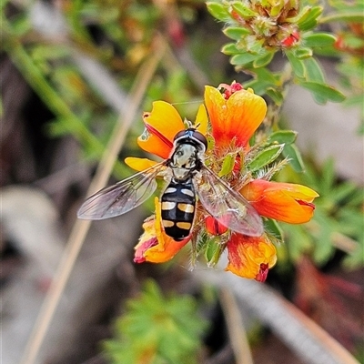 Melangyna viridiceps (Hover fly) at Bombay, NSW - 19 Oct 2024 by MatthewFrawley