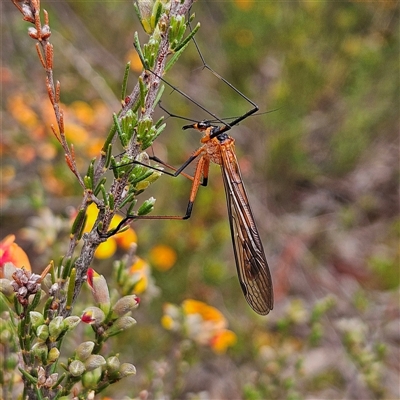 Harpobittacus sp. (genus) (Hangingfly) at Bombay, NSW - 19 Oct 2024 by MatthewFrawley