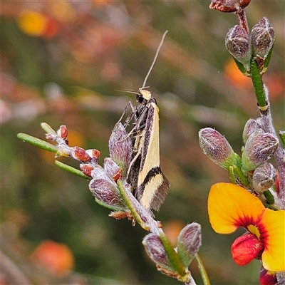 Coeranica isabella (A Concealer moth (Wingia group)) at Bombay, NSW - 19 Oct 2024 by MatthewFrawley
