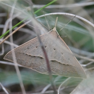 Epidesmia hypenaria (Long-nosed Epidesmia) at Hall, ACT - 19 Oct 2024 by Anna123