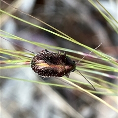 Edusella sp. (genus) (A leaf beetle) at Hall, ACT - 18 Oct 2024 by strigo