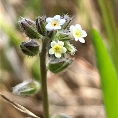 Myosotis discolor (Forget-me-not) at Hall, ACT - 19 Oct 2024 by strigo