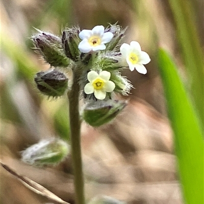 Myosotis discolor (Forget-me-not) at Hall, ACT - 19 Oct 2024 by strigo