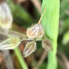 Myosotis discolor at Hall, ACT - 19 Oct 2024