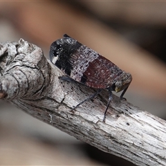 Platybrachys decemmacula (Green-faced gum hopper) at Hall, ACT - 19 Oct 2024 by Anna123