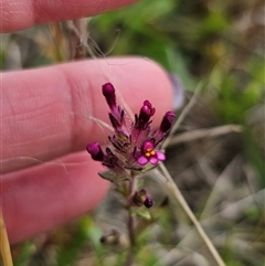 Parentucellia latifolia (Red Bartsia) at Bungendore, NSW - 19 Oct 2024 by Csteele4