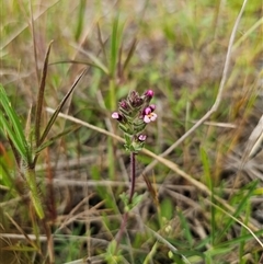 Parentucellia latifolia at Bungendore, NSW - 19 Oct 2024