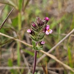 Parentucellia latifolia at Bungendore, NSW - 19 Oct 2024