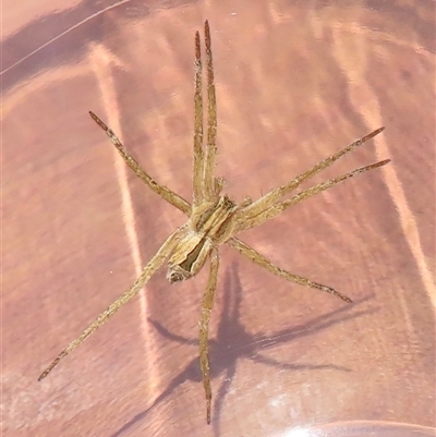 Argoctenus sp. (genus) (Wandering ghost spider) at Gundagai, NSW - 17 Oct 2024 by RobParnell