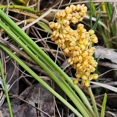 Lomandra filiformis subsp. filiformis (Wattle Matrush) at Hawker, ACT - 19 Oct 2024 by sangio7