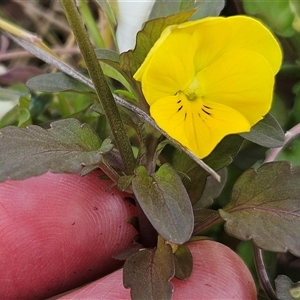 Viola arvensis at Hawker, ACT - 19 Oct 2024 11:27 AM