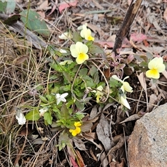 Viola arvensis at Hawker, ACT - 19 Oct 2024 11:27 AM