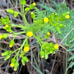 Senecio bathurstianus (Rough Fireweed) at Hall, ACT - 18 Oct 2024 by strigo