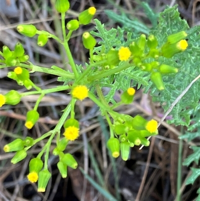 Senecio bathurstianus (Rough Fireweed) at Hall, ACT - 18 Oct 2024 by strigo