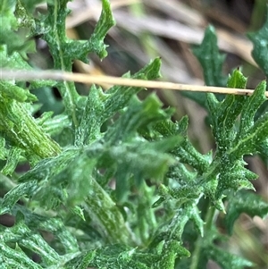 Senecio bathurstianus at Hall, ACT - 19 Oct 2024