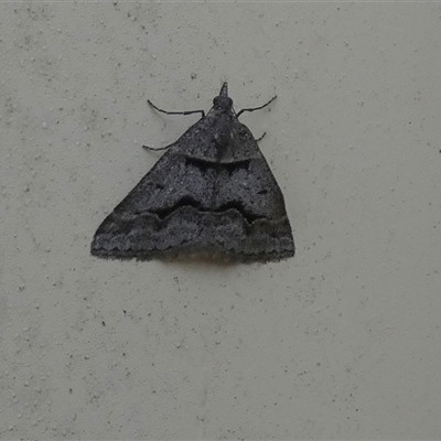 Dichromodes atrosignata (Black-signed Heath Moth ) at Queanbeyan West, NSW - 18 Oct 2024 by Paul4K