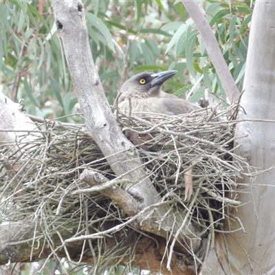 Strepera versicolor (Grey Currawong) at Bombay, NSW - 18 Oct 2024 by MatthewFrawley