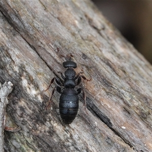 Thynninae (subfamily) at Hall, ACT - 19 Oct 2024 11:29 AM