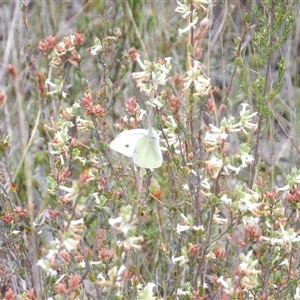 Pieris rapae at Bombay, NSW - 19 Oct 2024 11:42 AM