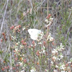 Pieris rapae at Bombay, NSW - 19 Oct 2024 11:42 AM