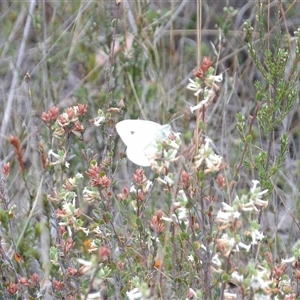 Pieris rapae at Bombay, NSW - 19 Oct 2024 11:42 AM
