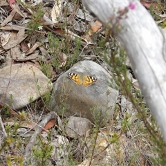 Vanessa kershawi (Australian Painted Lady) at Bombay, NSW - 19 Oct 2024 by MatthewFrawley