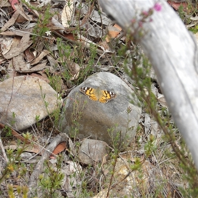 Vanessa kershawi (Australian Painted Lady) at Bombay, NSW - 19 Oct 2024 by MatthewFrawley