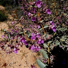 Eremophila sp. (Emu Bush) at Francois Peron National Park, WA - 11 Sep 2024 by Paul4K