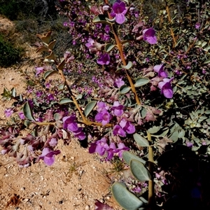 Eremophila sp. at Francois Peron National Park, WA - 11 Sep 2024 12:46 PM