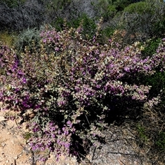 Eremophila sp. at Francois Peron National Park, WA - 11 Sep 2024 12:46 PM
