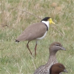 Vanellus miles (Masked Lapwing) at Braidwood, NSW - 19 Oct 2024 by MatthewFrawley