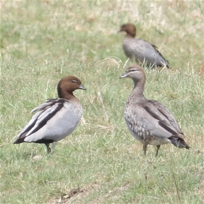 Chenonetta jubata (Australian Wood Duck) at Braidwood, NSW - 19 Oct 2024 by MatthewFrawley