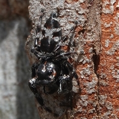 Sandalodes superbus (Ludicra Jumping Spider) at Hall, ACT - 18 Oct 2024 by Anna123