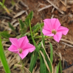 Convolvulus angustissimus subsp. angustissimus (Australian Bindweed) at Bungendore, NSW - 19 Oct 2024 by Csteele4