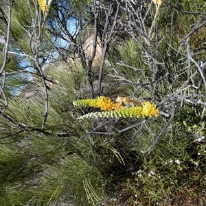Hakea lorea at Nanga, WA - 11 Sep 2024 12:47 PM