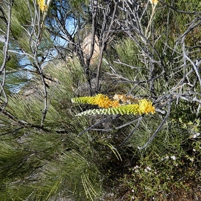 Hakea lorea (Bootlace Oak, Corkwood) at Nanga, WA - 11 Sep 2024 by Paul4K
