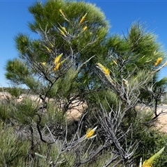 Hakea lorea at Nanga, WA - 11 Sep 2024 12:47 PM
