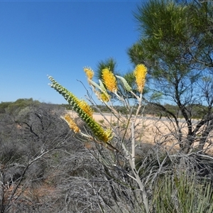 Hakea lorea at Nanga, WA - 11 Sep 2024 12:47 PM