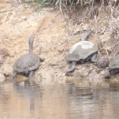 Chelodina longicollis (Eastern Long-necked Turtle) at Braidwood, NSW - 19 Oct 2024 by MatthewFrawley