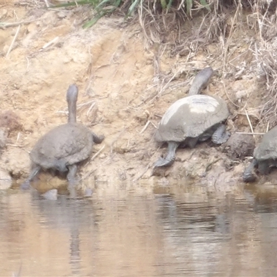 Chelodina longicollis (Eastern Long-necked Turtle) at Braidwood, NSW - 19 Oct 2024 by MatthewFrawley