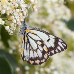 Belenois java (Caper White) at Culcairn, NSW - 6 Oct 2024 by ConBoekel