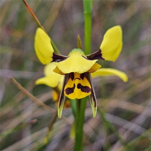 Diuris sulphurea at Bombay, NSW - suppressed