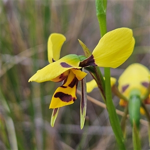 Diuris sulphurea at Bombay, NSW - suppressed