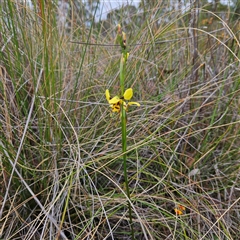 Diuris sulphurea at Bombay, NSW - suppressed