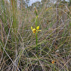 Diuris sulphurea at Bombay, NSW - suppressed