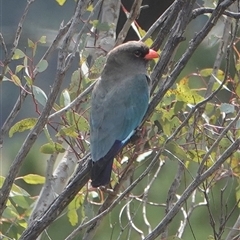 Eurystomus orientalis (Dollarbird) at Hall, ACT - 19 Oct 2024 by Anna123