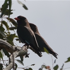 Eurystomus orientalis at Hall, ACT - 19 Oct 2024